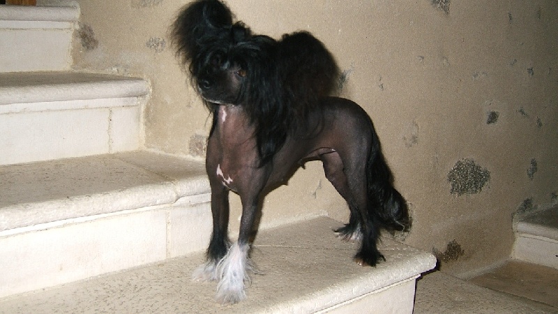 solino's Empress dark moon