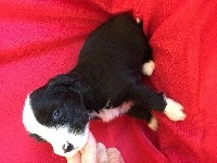 CHIOT