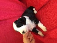 CHIOT
