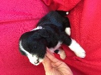 CHIOT